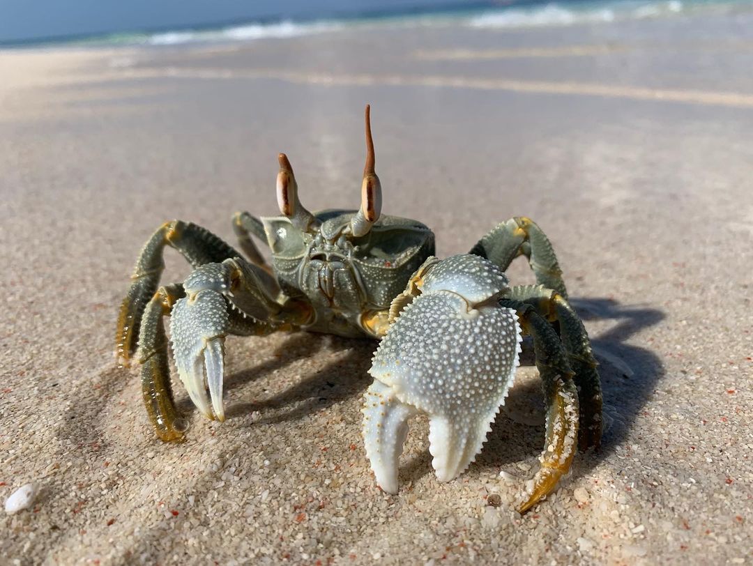 NAKUPENDA TOUR ( SANDBANK )